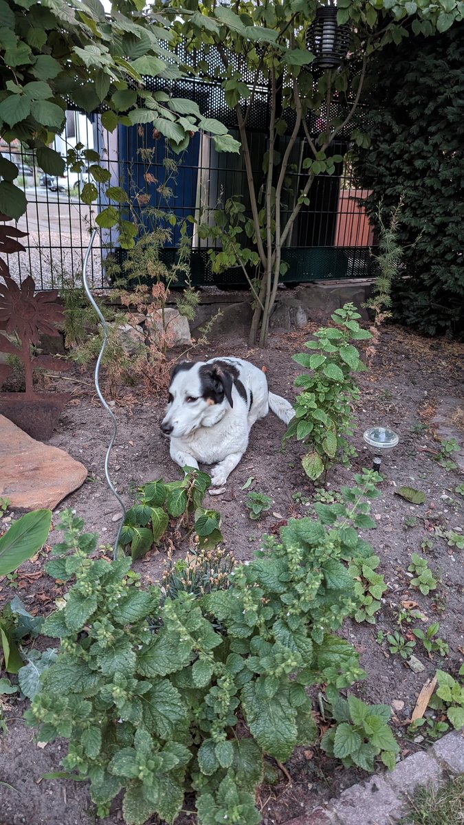 Hund mitgenommen zur Selbsthilfegruppe und sie zeigt sich von ihrer besten Seite als kleine Blume 😁❤️