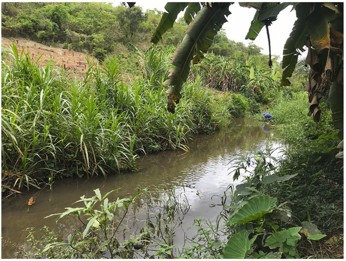 Day 8: Ifakara - The Gambia Training Program for Malaria Entomology
~
On day 8, the team began working on aquatic ecology of malaria vectors, how to optimize larval source management and larval surveys of different vector species
~
Thanks <a href="/YPKitutuJr/">Yeromin</a> <a href="/ekaindoa/">Emmanuel Kaindoa</a> <a href="/EntoMohamed/">Mohamed Jumanne</a>