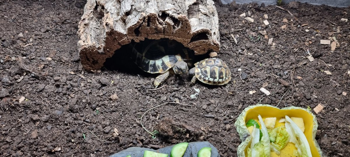 Miss_Lady_Like's tweet photo. @xPandorya Hab nur Schildkröten im Angebot 😅 https://t.co/YzrNlCyeIT