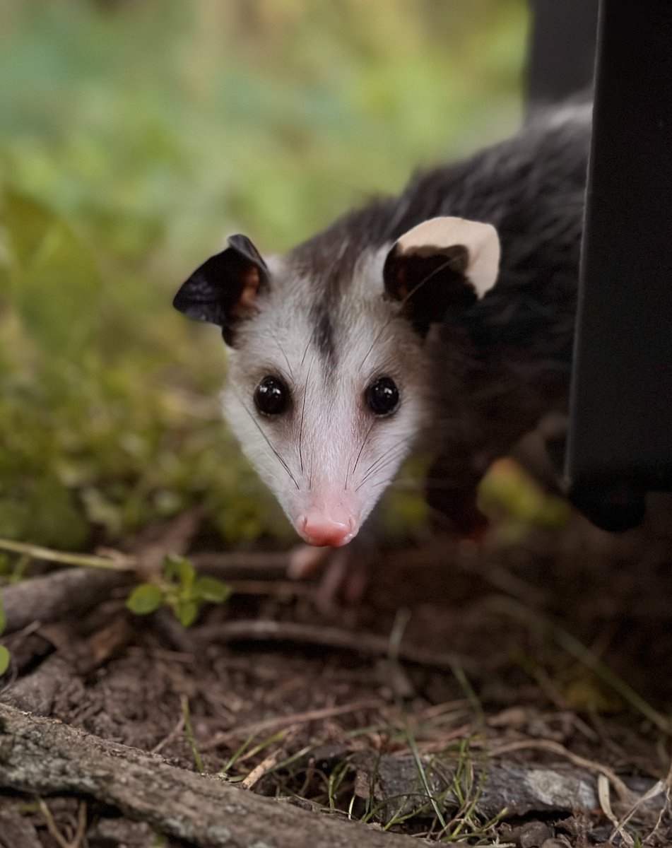 This #Opossum was released after 2 months in rehab. We return hundreds of #VirginiaOpossums that wouldn't have made it otherwise + that is what makes our work worth it. You're part of the story too; it is YOUR donations that make it happen! You can help at swvawildlifecenter.org/make-a-donatio…