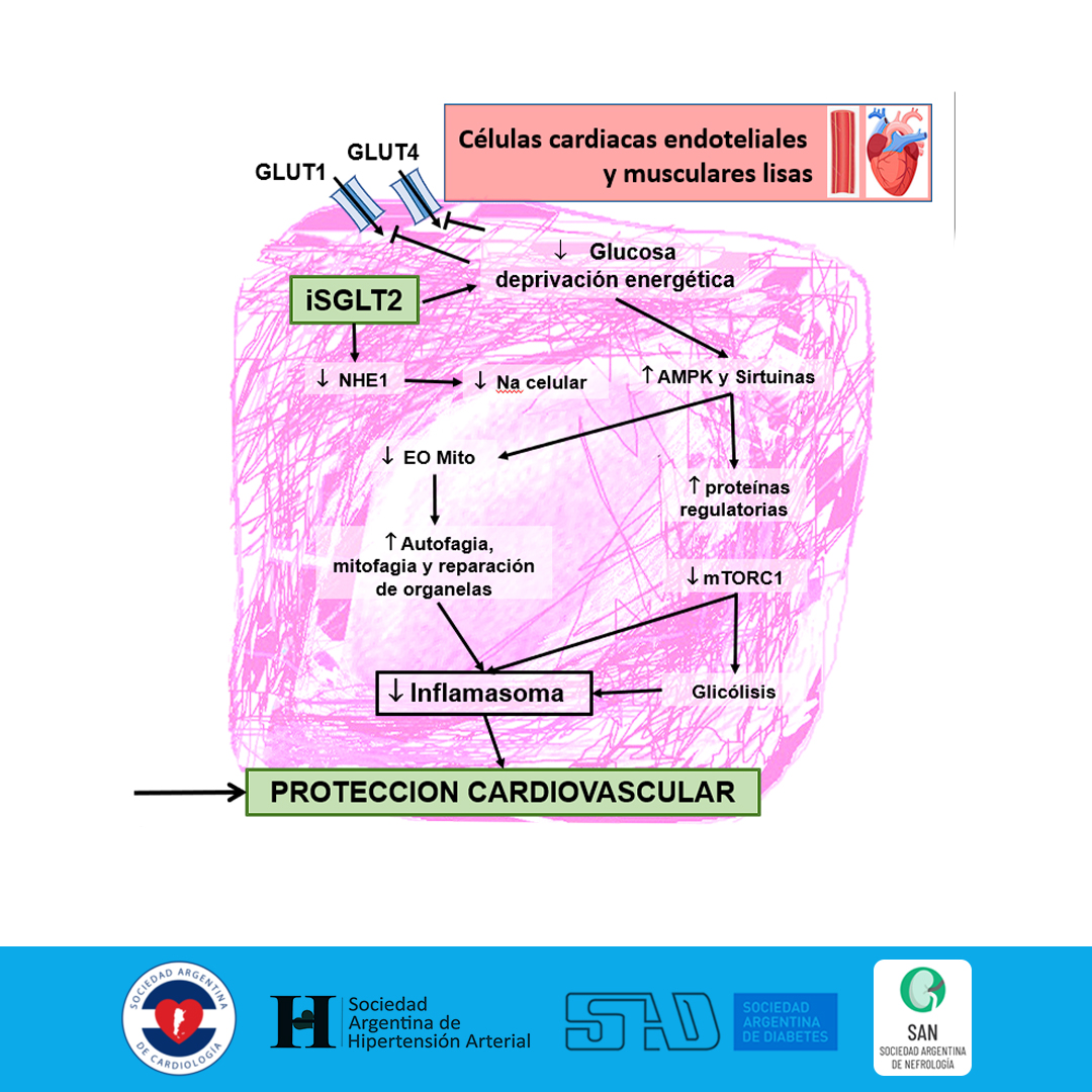 Toma de posición conjunta.

➡¿Te gustaría saber más sobre este tema?

Ingresa al documento completo accediendo a diabetes.org.ar/2020/wp-conten…

#SAD #SAC #SAHA #SAN #DIABETES