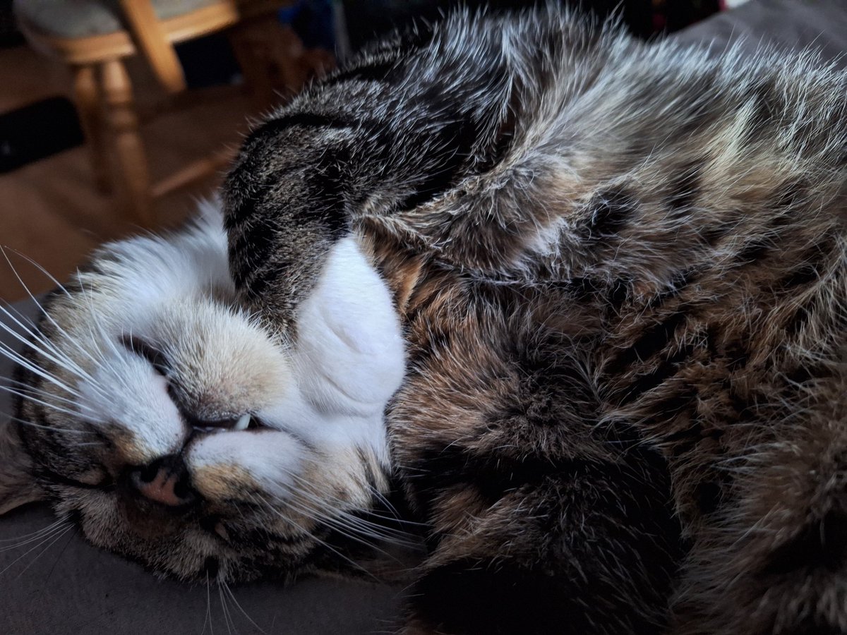 _Varulfen_'s tweet photo. @xPandorya Das ist Harvey. Ich hoffe seine flauschigkeit hilft etwas ❤️ https://t.co/NMt7UN4il1