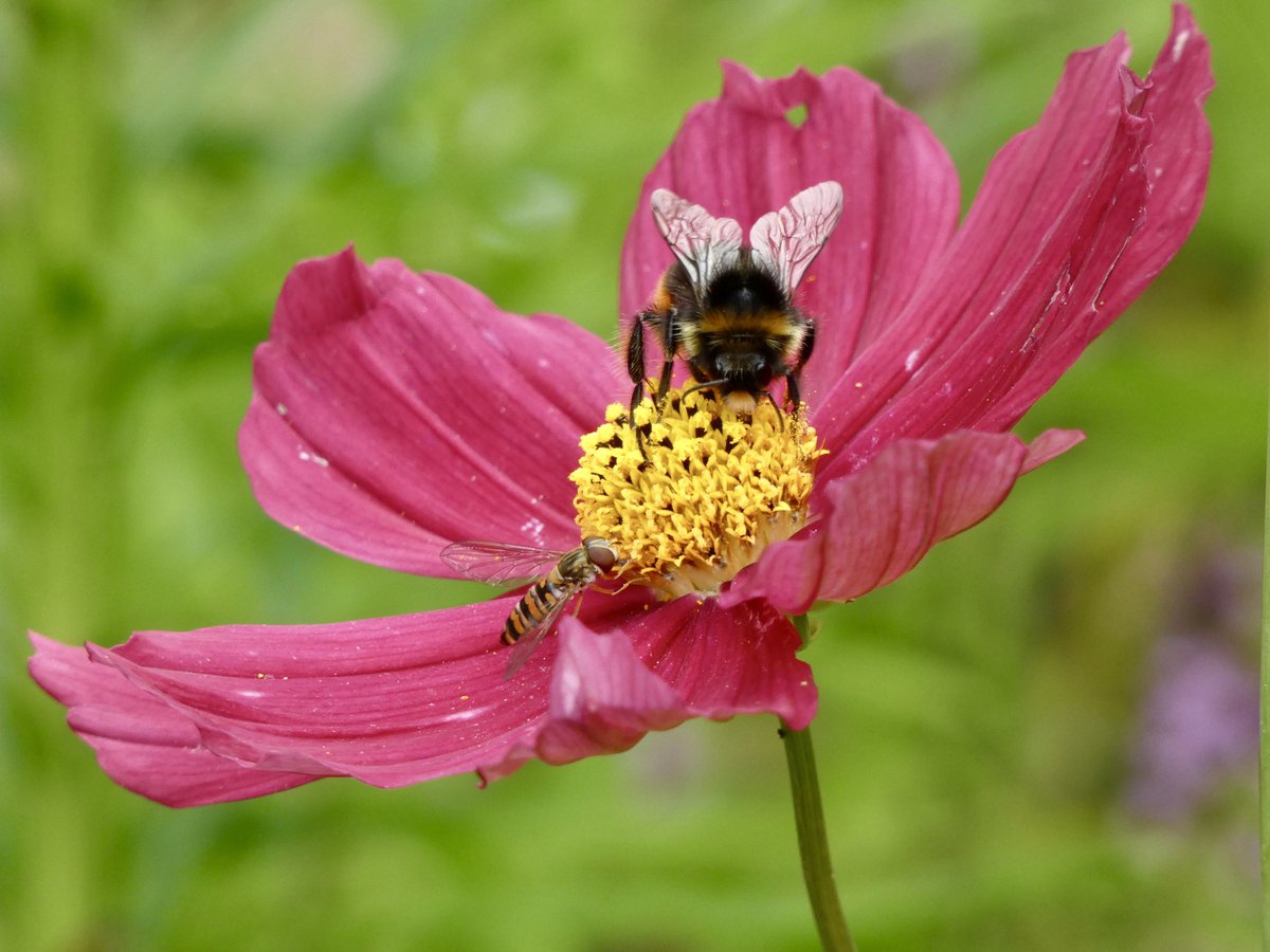 LynnsWaffles's tweet photo. Sometimes you just get lucky! Was just about to click & a Hoverfly landed so I got two instead of one!π
#Bee #Hoverfly
#Beaminster #Dorset
#Cosmos #GardenFlowers
#InsectFriendly https://t.co/mQQj0nH8IE