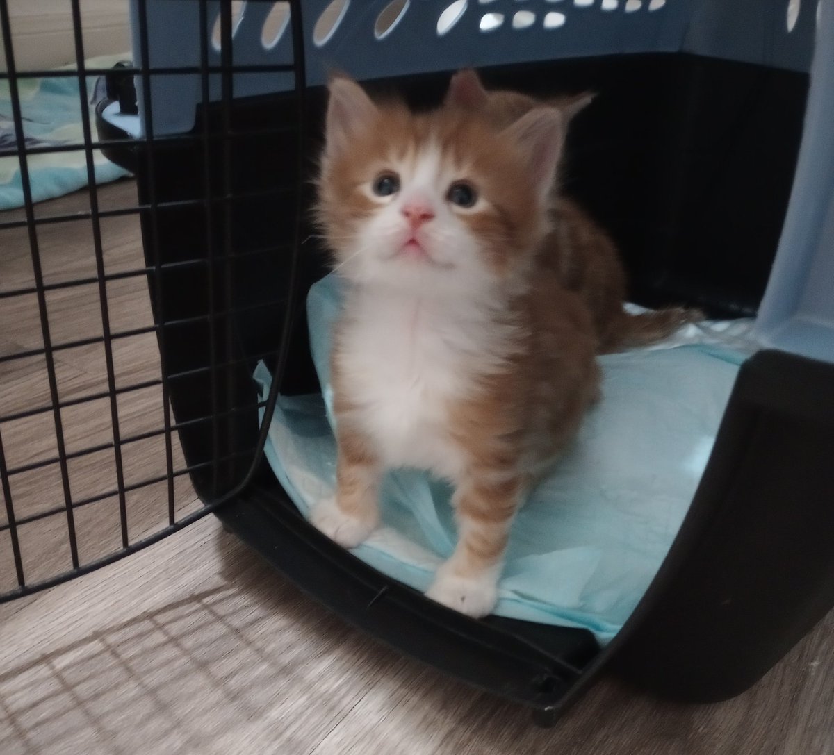 CagleCats's tweet photo. Also I realized there's a typo on Taro's profile; his 1 year Taroversary is the 19th not the 9th! Almost a whole year since I met this tiny creature... https://t.co/9tyUZXJJfa