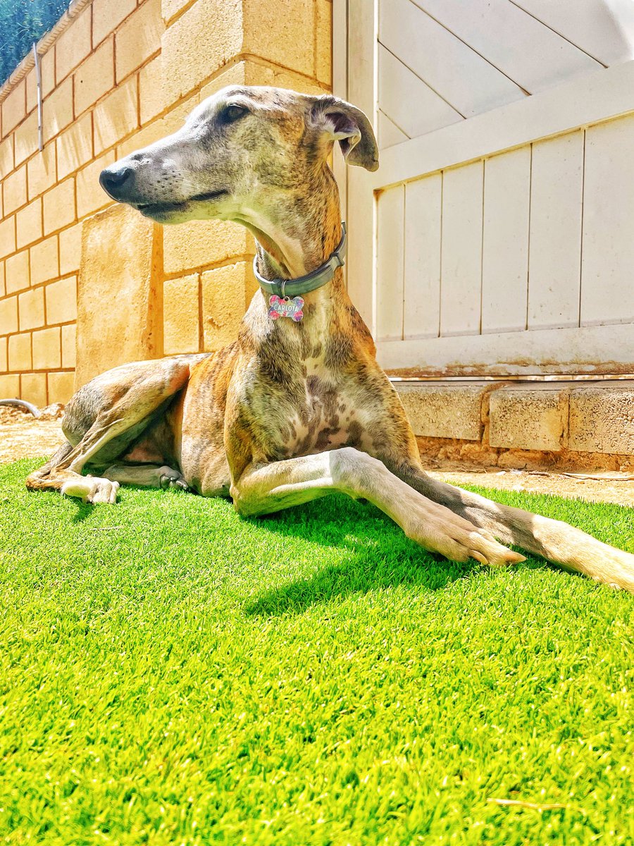 procurlaw's tweet photo. Toca embellecer un poquito Twitter con una 👑 #galgosdecasa #freegalgos https://t.co/kkBa5yCAT0