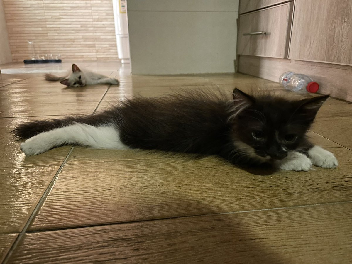 KumailAlhamoud's tweet photo. Excited to announce that I successfully defended my MS thesis last week @KaustVision! I feel lucky to have co-authored 4 papers (3 CVPR, 1 TMLR) with my amazing collaborators and very supportive advisor @BernardSGhanem. Now it’s time for a looong break with these sleepy cats 💤 https://t.co/25WF7kIjl8