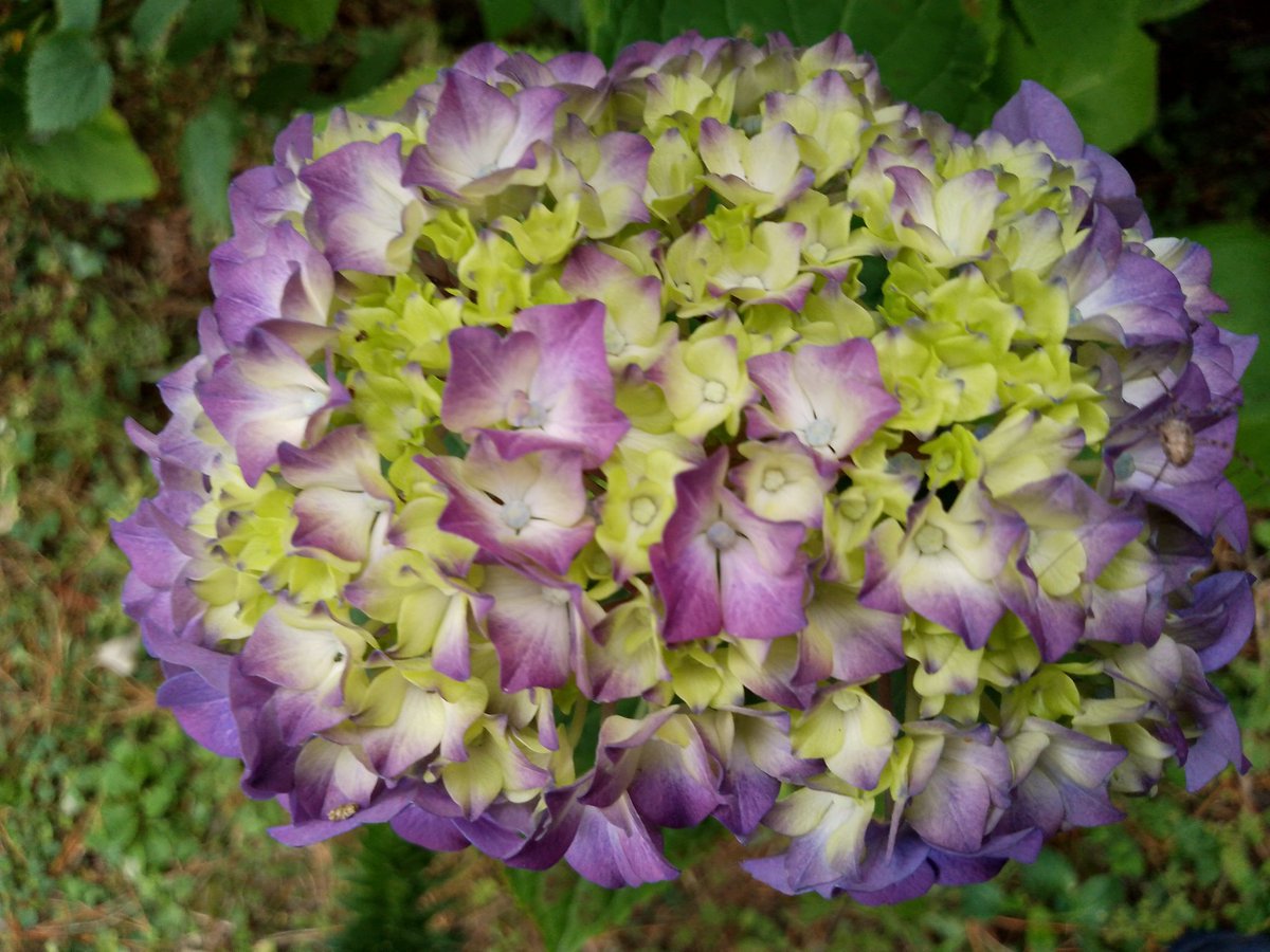 CharlieAndNige's tweet photo. Hydrangea mania? Well loving the blooms today in our garden. @TobyBuckland  #hydrangea #gardening #flowerphotography https://t.co/kBD4ZNeWSq