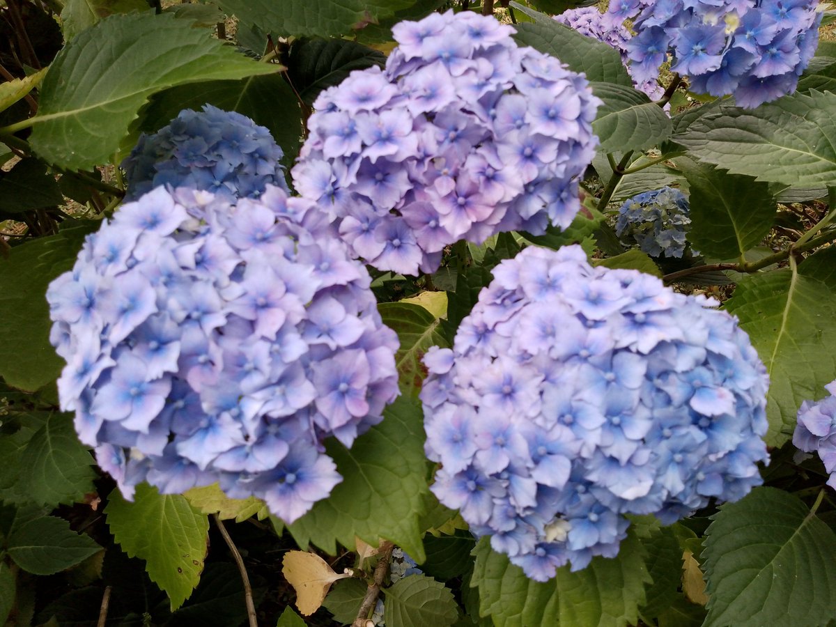 CharlieAndNige's tweet photo. Hydrangea mania? Well loving the blooms today in our garden. @TobyBuckland  #hydrangea #gardening #flowerphotography https://t.co/kBD4ZNeWSq