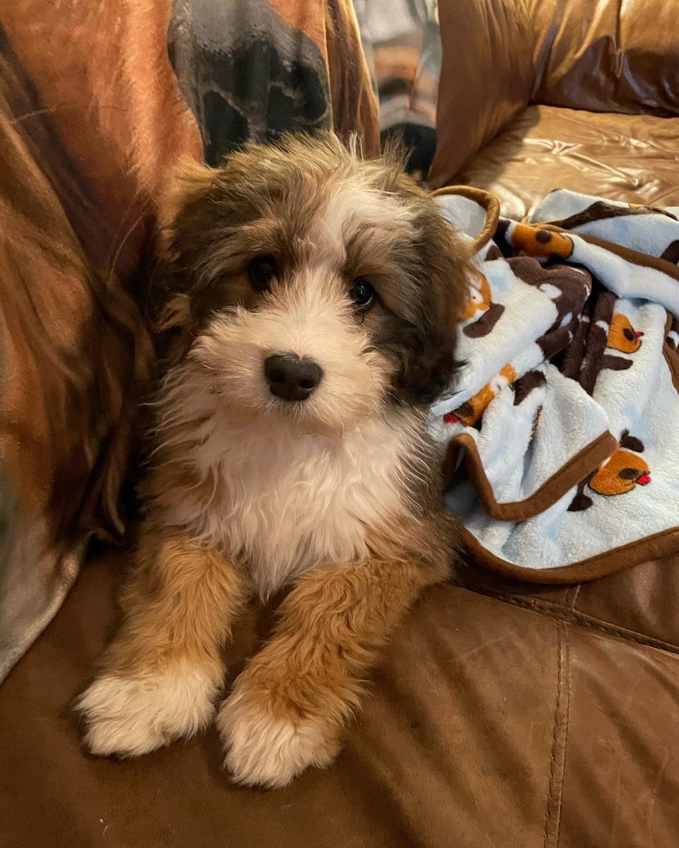 "This Snuggle Blanket is my favorite! It helps keep me comfy and feel secure." - <a href="/our/">DaniEL</a>.dood.waffles 🐶💙⁠
⁠
⁠
#doglife #happydog