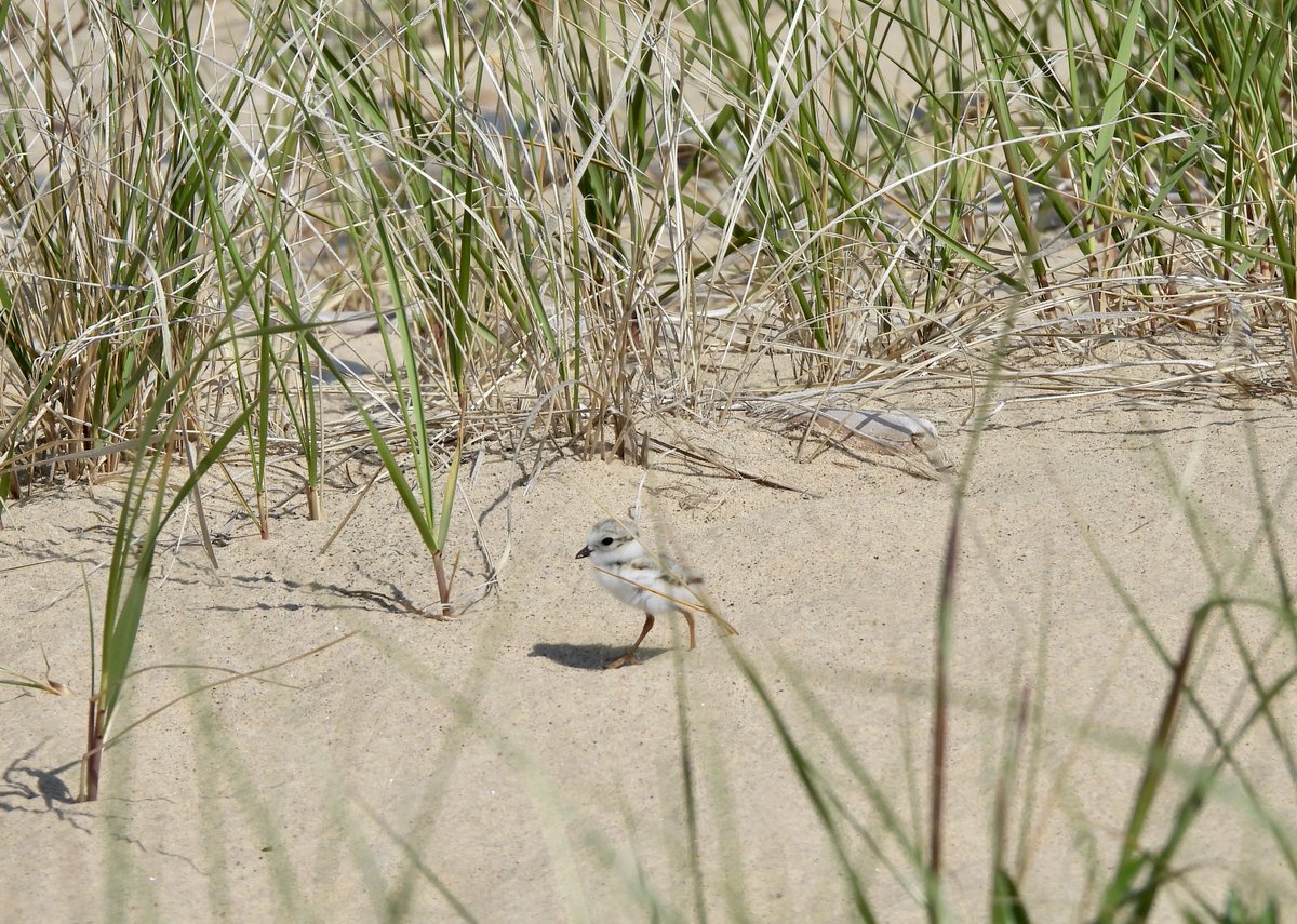 The Piping Plover chicks at Whitefish Point are now two weeks old. All four chicks are still going strong and are looking bigger by the day! ~ Joselyn Ralph, Piping Plover Monitor
📸 Polly Sheppard
#PipingPlover #Plover #ShareTheShore #WhitefishPoint #WPBO #MichiganAudubon #USFWS
