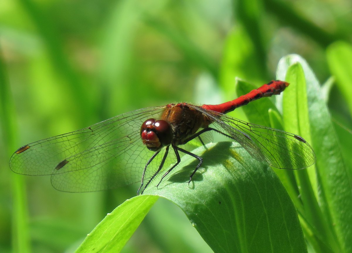 Meadowendy (@wendyholliday13) on Twitter photo Three fab visitors to the pond over the last three days: Golden-ringed dragonfly, male Banded Demoiselle, and male Ruddy Darter. @WhitbyNats <a href="/BDSYorkshire/">York. Dragonfly Grp.</a> Three fab visitors to the pond over the last three days: Golden-ringed dragonfly, male Banded Demoiselle, and male Ruddy Darter. @WhitbyNats <a href="/BDSYorkshire/">York. Dragonfly Grp.</a>