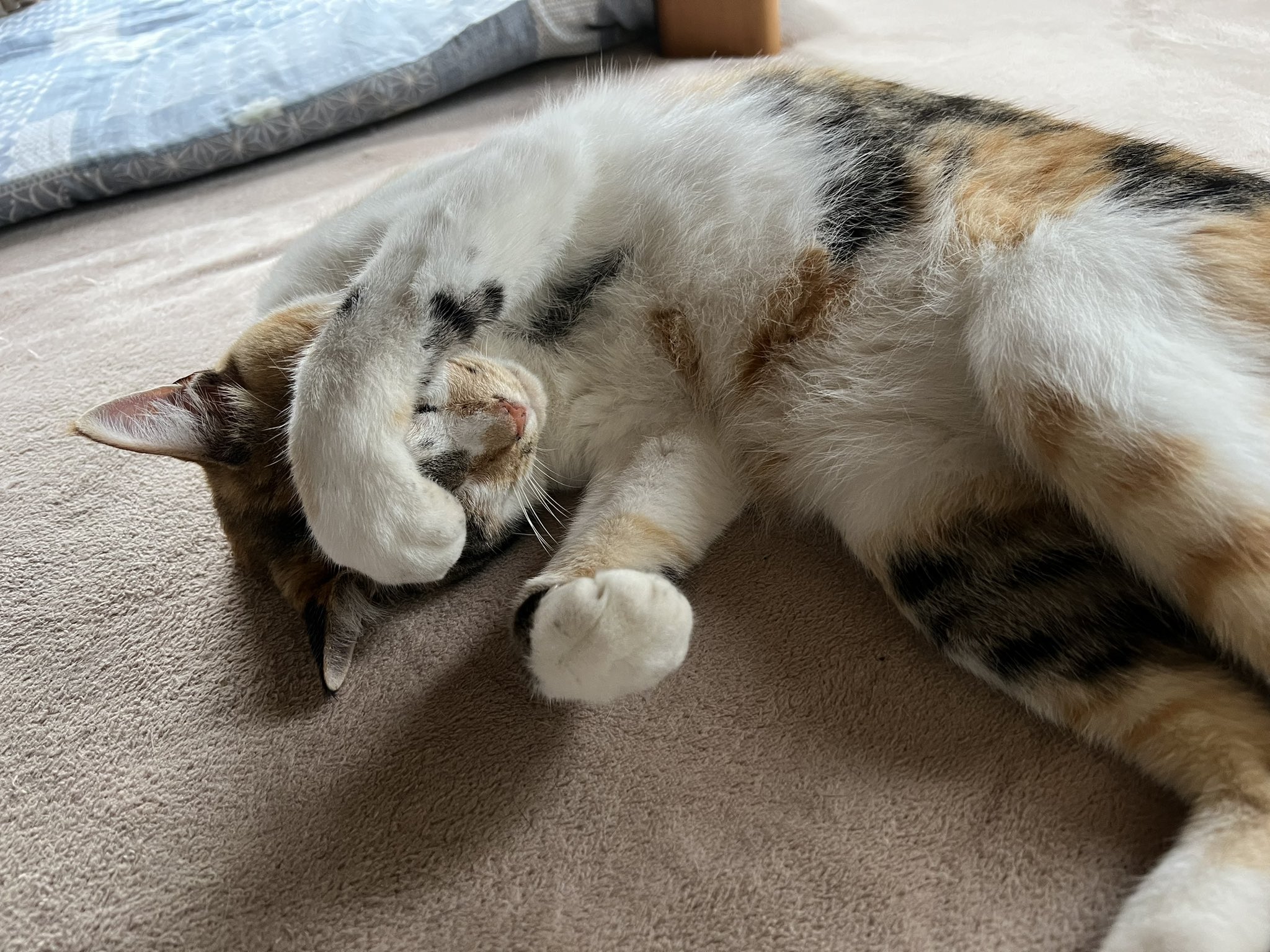 65%OFF【送料無料】 こんちゃん ajdim キーケース - www.nextplus.co.th