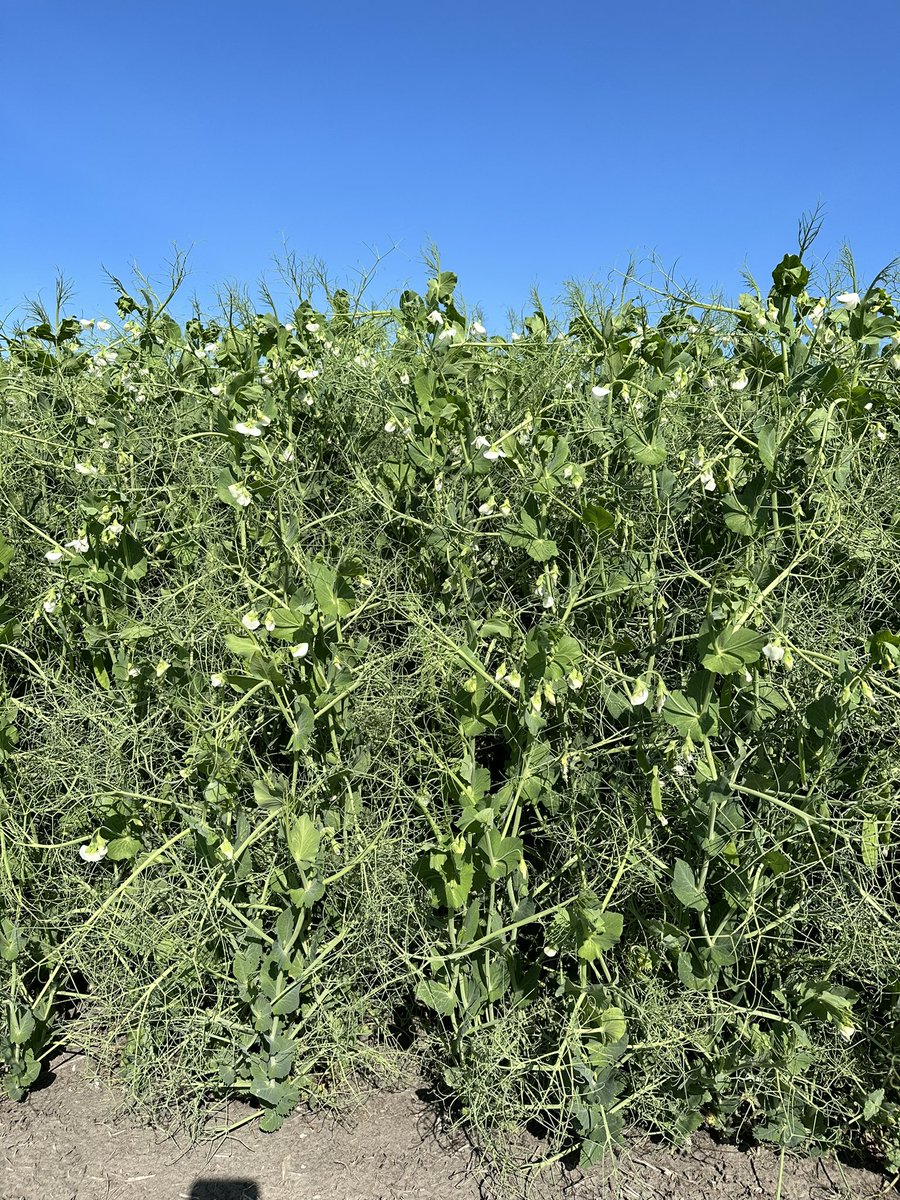 Checking out one of my pea fungicide trials. These peas look amazing! Excited for the launch of #RevyPro in 2024 #GetRevved <a href="/BASFAgSolutions/">BASF Agricultural Solutions Canada</a> 
*Broader Spectrum 
*Stronger Activity
*Longer Residual