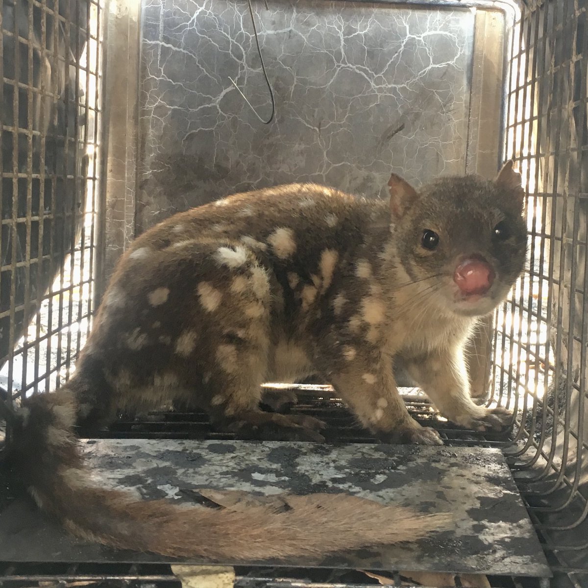 Australia’s forgotten predators: #quolls

We focus on:
- extinct #thylacines 
- naturalised #dingoes
- invasive #cats and #foxes
but neglect these incredible endemic #dasyurids 

Time to focus on recovering these incredible animals.