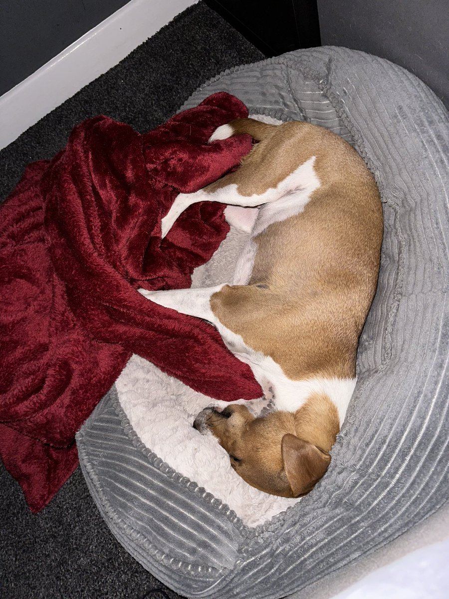JessRob_92's tweet photo. Someone’s joined me upstairs for the first time in forever, he knows 💙🐶 https://t.co/Kctw6SmKgY