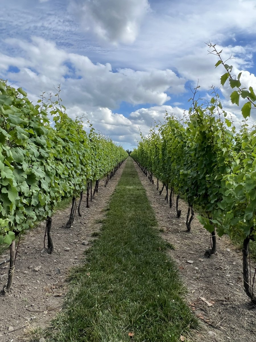 Georgian Angel Net tweet media