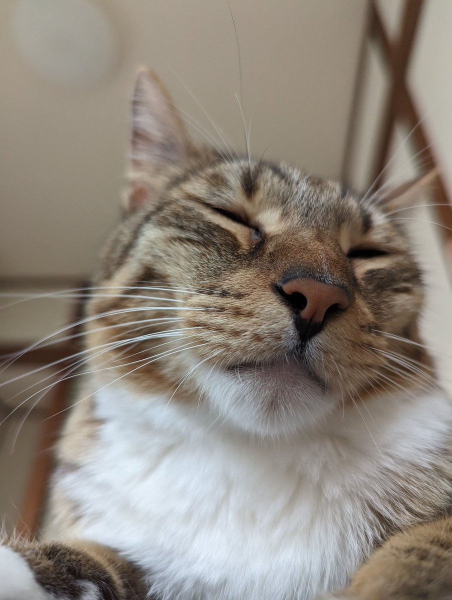 Kinako_b0518's tweet photo. おはようございます🐈

実力行使な目覚まし猫たち〜
幸せだけどもう少し寝かせて欲しいな https://t.co/hxxlYYzqSn