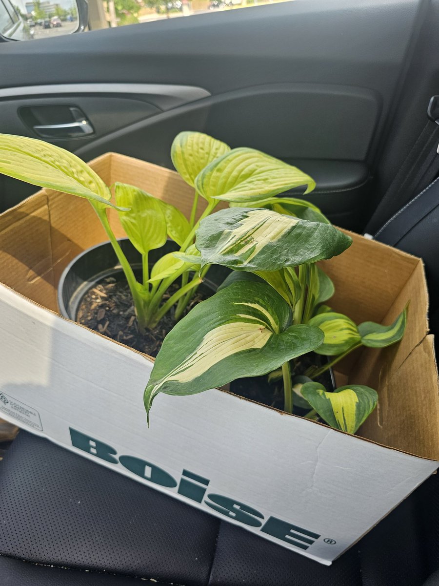 Things that patients have gifted me at postop visits so far in my first year in practice...a handmade birdhouse, a crocheted throw blanket (+ one for my dog), a box of hostas. Love it. Please share any memorable/unique gifts from patients.