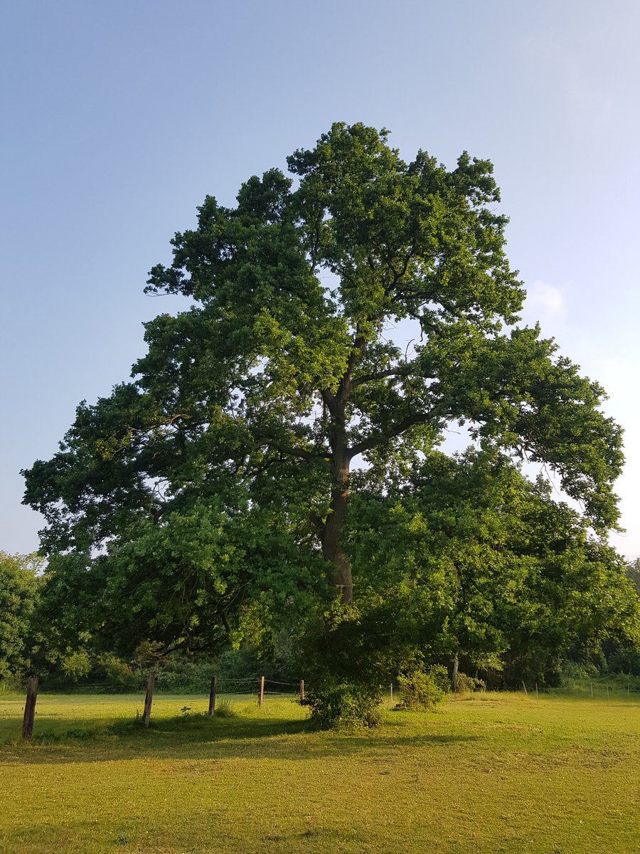 Jonathan Lenoir tweet media