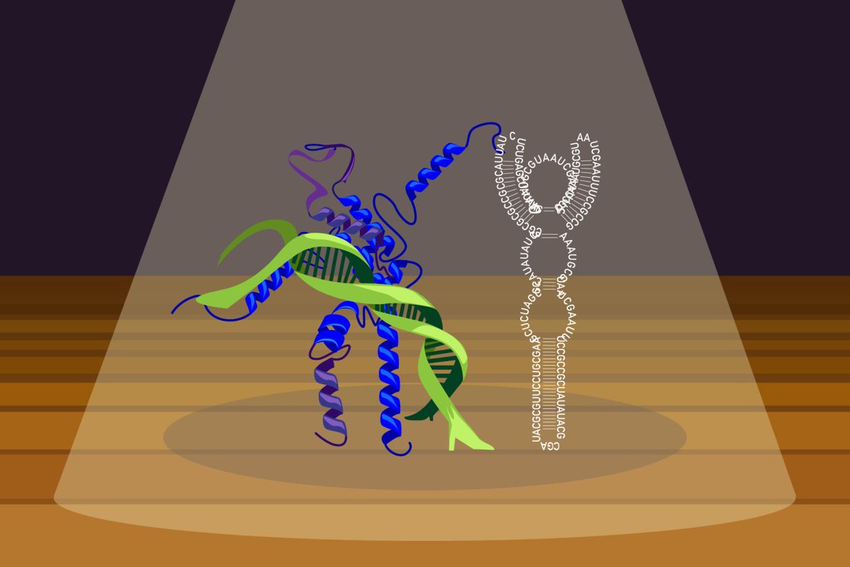 WhiteheadInst's tweet image. “We show that RNA binding by transcription factors is a general phenomenon,” postdocs Ozgur Oksuz says. 

New research shows that many transcription factors also bind to RNA—an insight that may lead to a better understanding of gene regulation. wi.mit.edu/news/it-takes-…