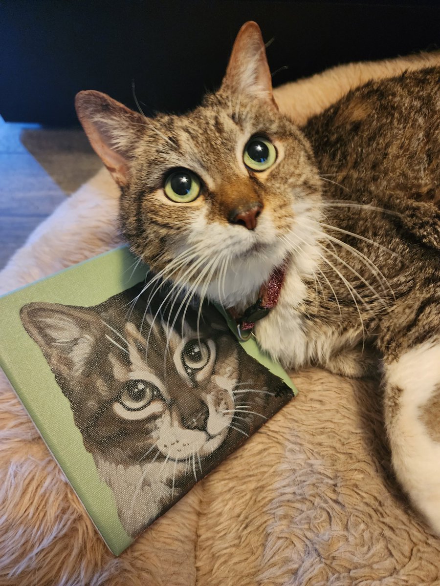 kidneyforkris10's tweet photo. Our sweet, old girl Rapunzel got a mid year gift from Chewy Claus today ❤️ Thank you so much for this amazing, thoughtful gift @Chewy we are all so grateful! 

#chewy #chewyclaus #thoughtful #CatsOfTwitter https://t.co/aYSqARCAS0