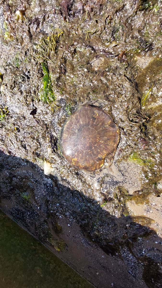 aljaroo1874's tweet photo. Things to see at the sea when #seaswimming at #Portobello 
#Jellyfish  #lionsmane
#paddleboarding
#mosaic #shellmosaic
#wildswimming
#PortobelloPromenade https://t.co/g78NyouthY