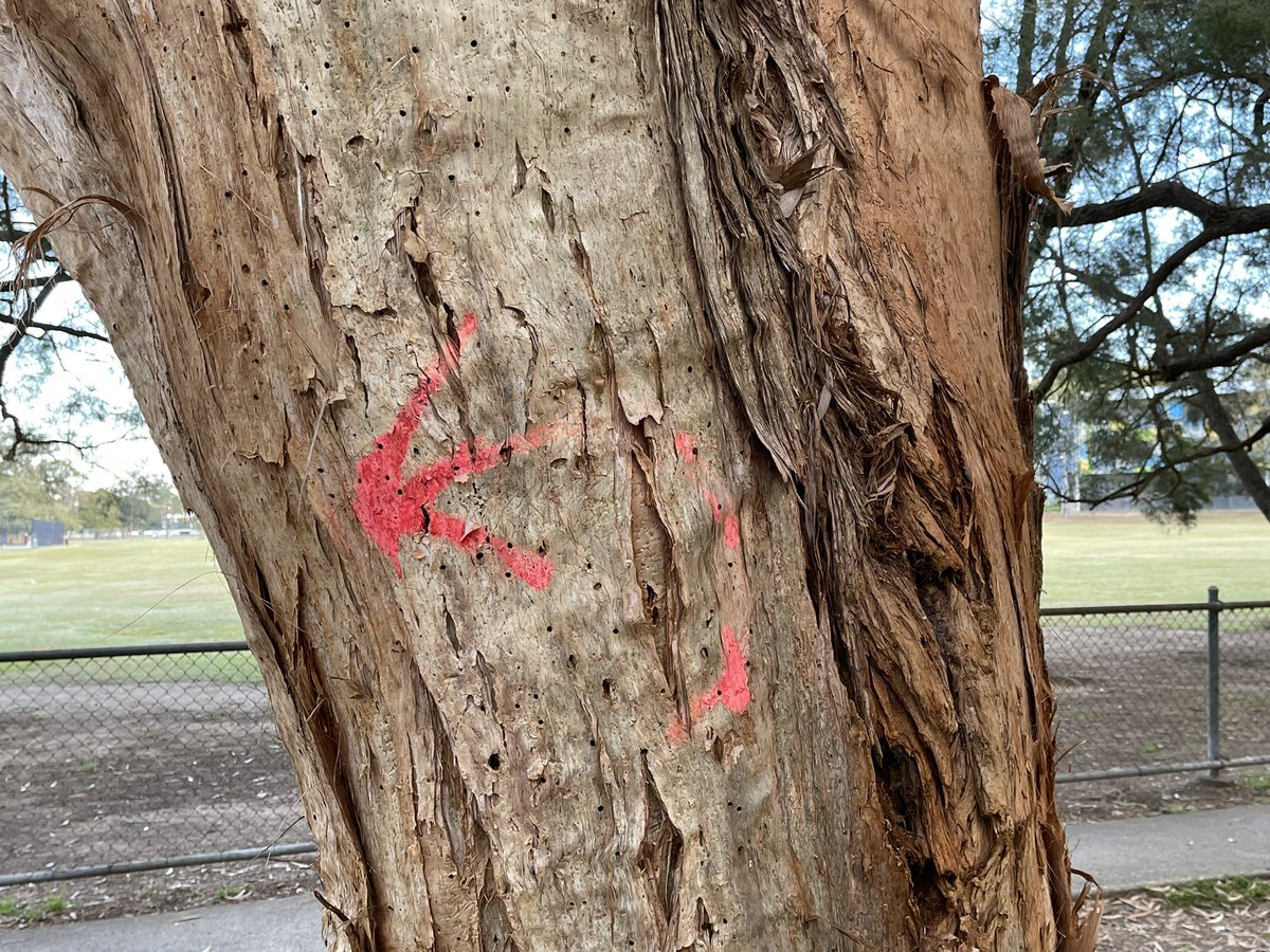 It’s 4 months since the paint appeared on this big, old tree &amp; numerous others. The pp who said it would wash off, fade or be gone in a day or two might need to rethink. Please respect trees for the living, breathing entities that they are &amp; don’t do this! #Indooroopilly #Qld