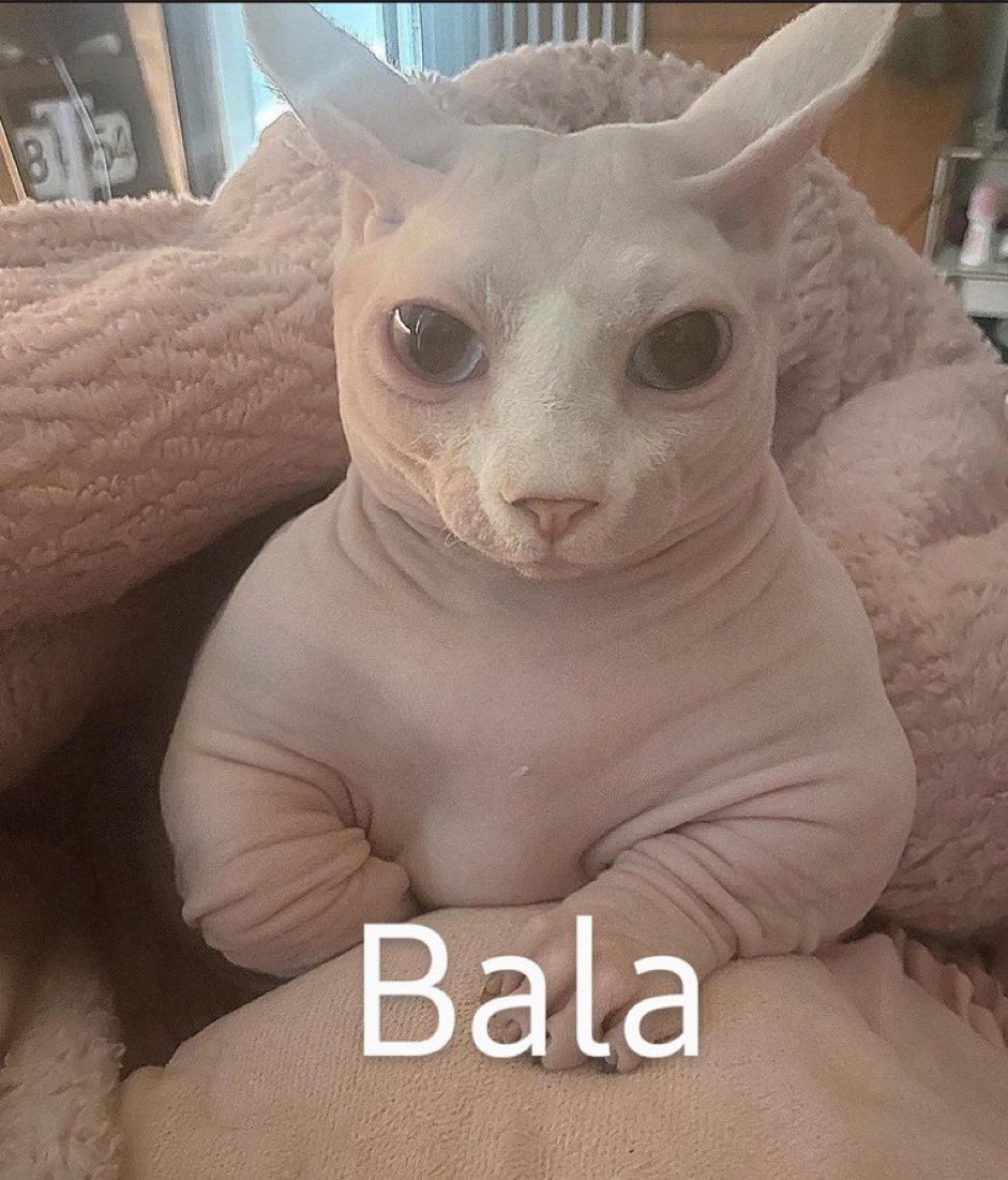 q es toda esa historia de pedirle a una mina que te saque de mejores amigos dios déjala de seguir o silénciala q pesados encima lo suben onda soy un capo