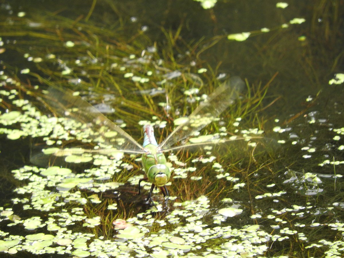 Mightychub's tweet photo. Whilst have Sunday dinner at son#1's local last weekend the most splendid @GJunctionArms, I was able to watch a real #Dragonfest Emperors, Small Red eyed Damselfly, Azures, Common Darter & Southern Hawker on the adjacent Grand Junction Canal #FieldNaturalists #neverswitchoff https://t.co/1zbSNAjpOf
