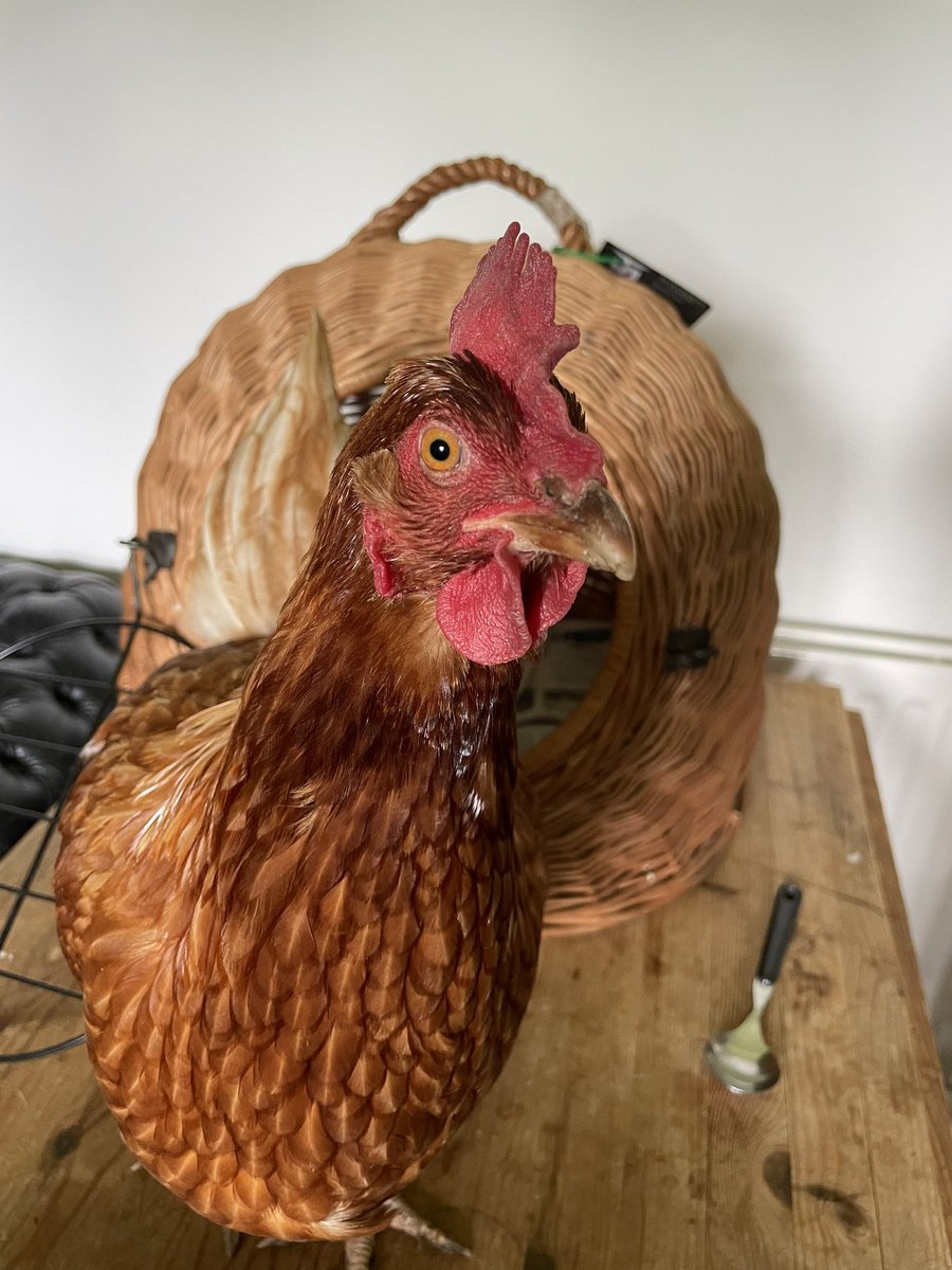 chikkinsisters tweet media