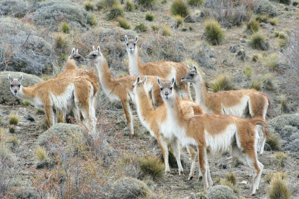 Looking for a #postdocjobs in wildlife behavior and disease ecology? Join us to work with some cool critters! bats, guanacos, rodents... explore.msujobs.msstate.edu/cw/en-us/job/5…