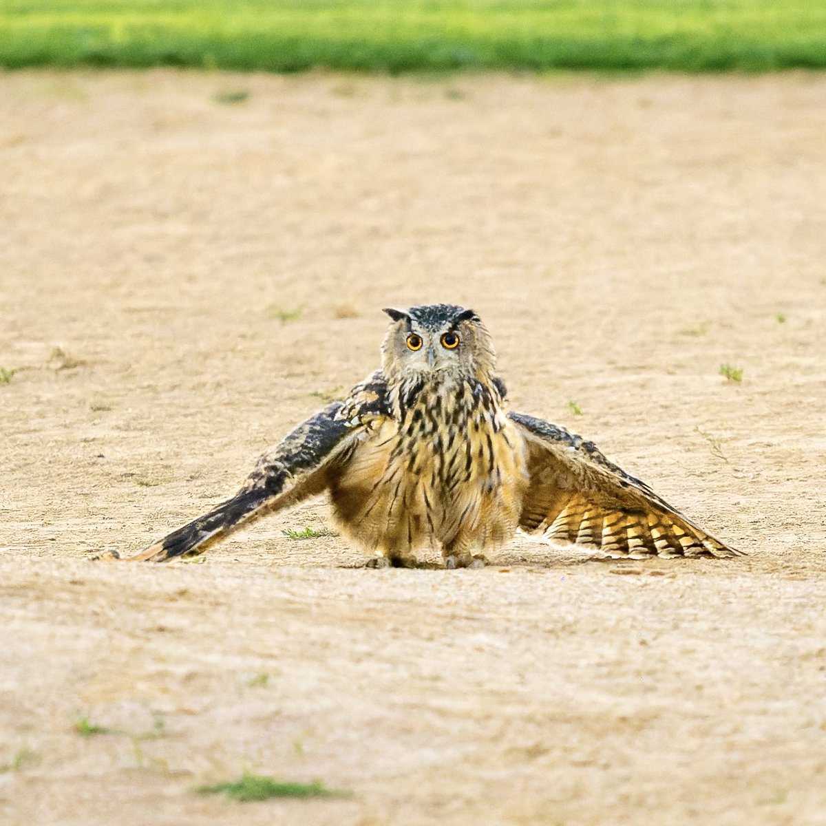 Flaco airing out after his dust bath on the baseball field. Dust bathing helps him maintain his feathers.🪶💕🦉

#flaco #birdcpp #birdwatching #birds