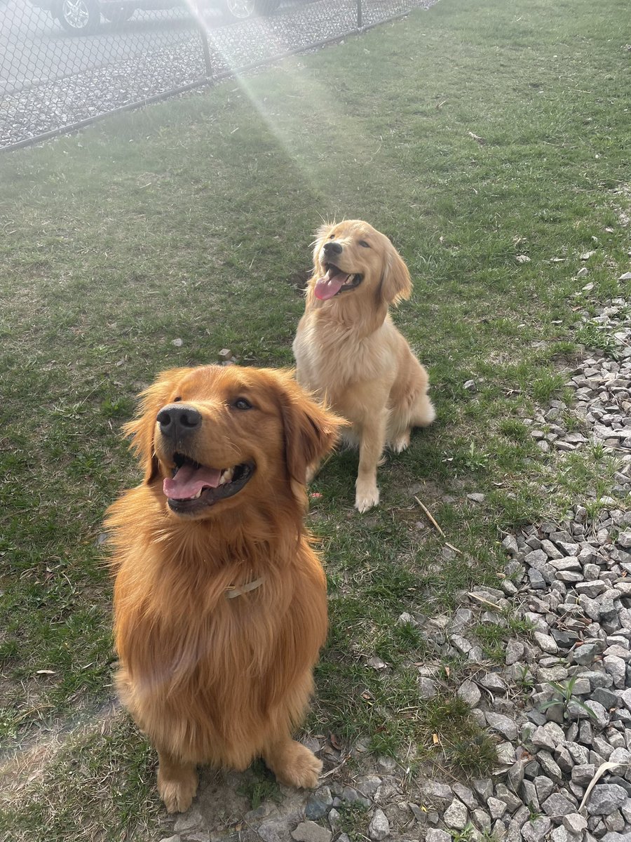 Today I passed my research exam! And now, we play fetch :)