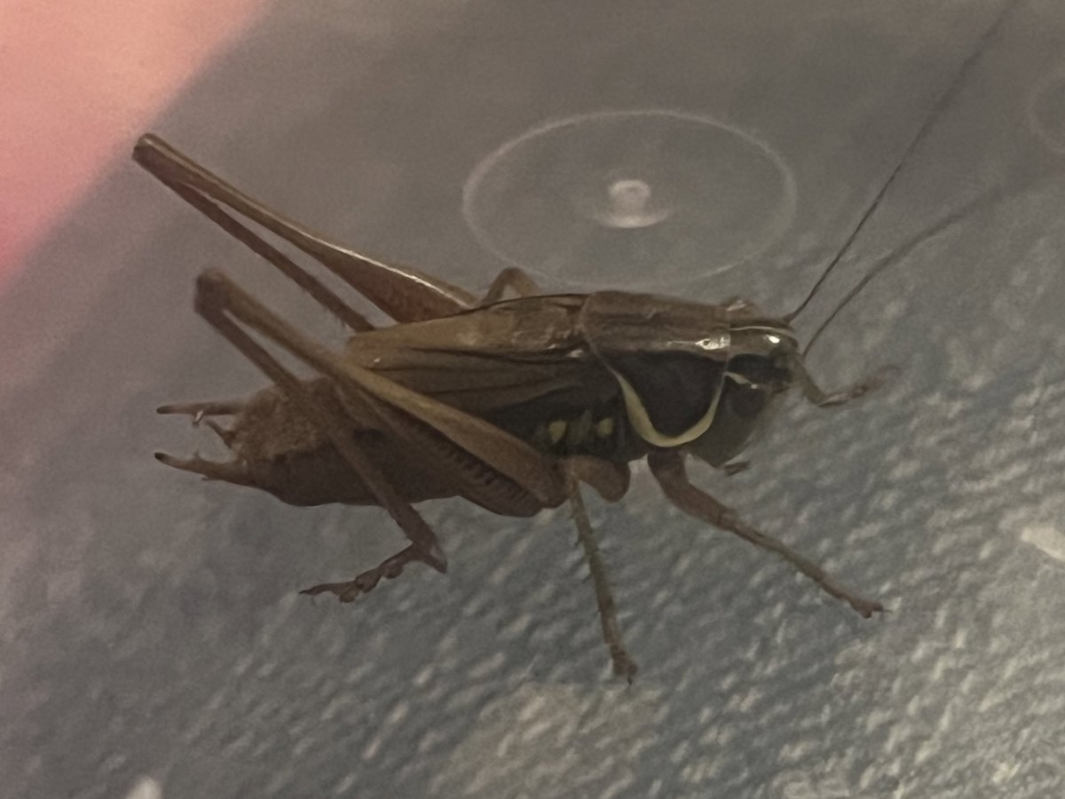 Huntingdonshire Fauna & Flora Society (@fauna_flora1948) on Twitter photo One of our members spotted a Roesel’s Bush-cricket in his garden.
Huntingdon, Cambridgeshire.
<a href="/GrasshopperSpot/">Grasshoppers & Related Species Recording Scheme</a> <a href="/InsectGroup/">Insect Ecology Group</a> <a href="/michaelmas79/">Mike Drew</a> One of our members spotted a Roesel’s Bush-cricket in his garden.
Huntingdon, Cambridgeshire.
<a href="/GrasshopperSpot/">Grasshoppers & Related Species Recording Scheme</a> <a href="/InsectGroup/">Insect Ecology Group</a> <a href="/michaelmas79/">Mike Drew</a>