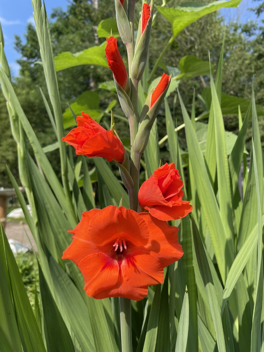 My gladiolus are starting to bloom. #garden #gladiolus #lookforthegood