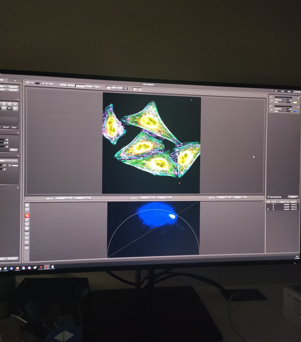 GiorgiaSusin's tweet photo. Last day of practical sessions at #EMBLfluorescencelifetime course doing some multiplexing! Amazing 🤩 @EMBLEvents https://t.co/4flyUoXkJ3