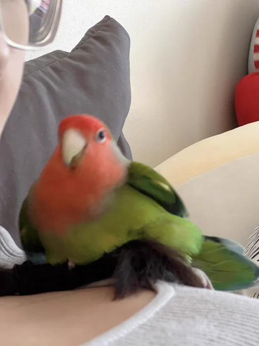 the duality of birb 
