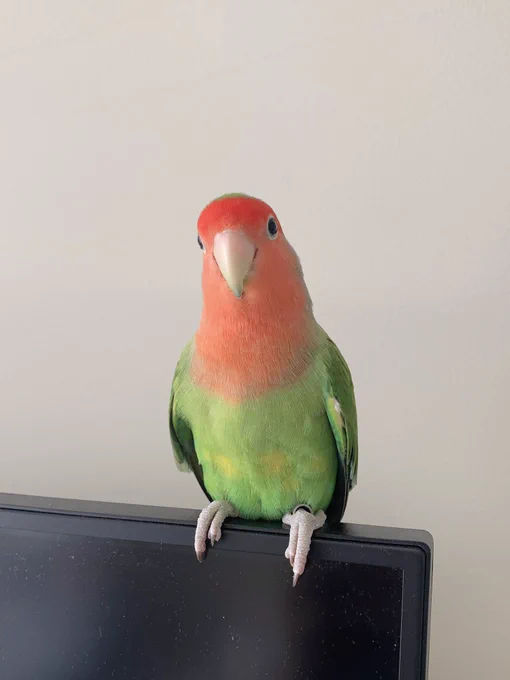 the duality of birb 