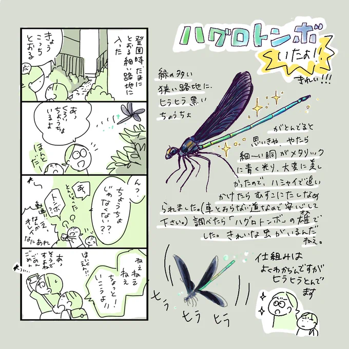 きれいなトンボ飛んでたよ。  #育児漫画 #ちしゃ日記 #ハグロトンボ