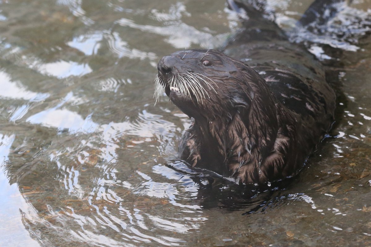 orcoastaquarium's tweet image. Tis the season for cheesin'

#PoolsideGlam #seaotters #oregoncoastaquarium #newportoregon #oregoncoast #traveloregon #thepeoplescoast