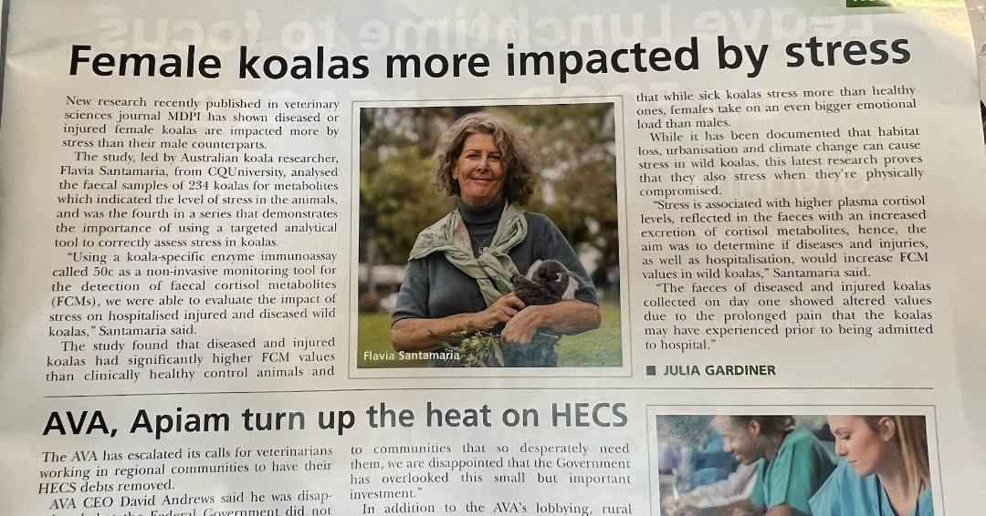 Promoting research of stress in koalas by Dr Flavia Santamaria from CQUniversity – this one is in the Veterinary Magazine (mid-2023).
🐨🌿
#TGIF #FridayFunday #Koalas #SaveOurKoalas #Wildlife #VetMed #WildlifeVet #KoalaMedicine #KoalaResearch