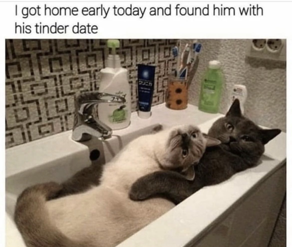 dcd728's tweet image. When you #interrupt #kitty and his #date #goawayhuman #Fridayfun