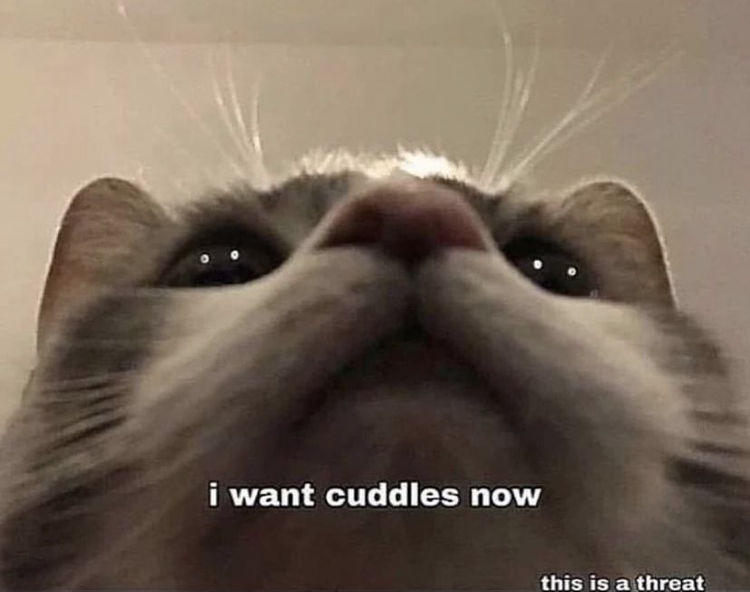 chaoticcatpics's tweet photo. https://t.co/7qOUnhssea