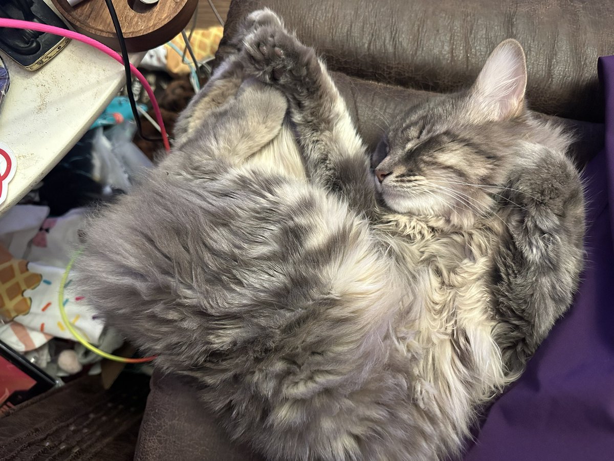 AnniCat's tweet photo. @ShouldHaveCat https://t.co/QKlgbyt44N