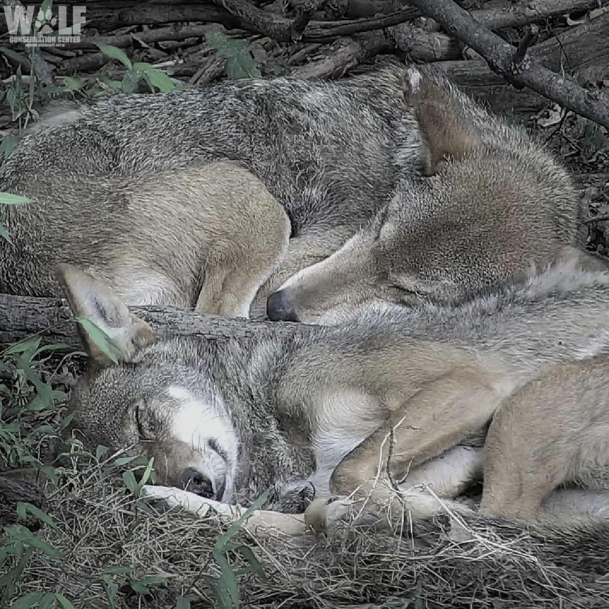 nywolforg's tweet photo. Beyond their role as a keystone species, red wolves are especially cuddly (with each other) 💞 https://t.co/URd1To94C9