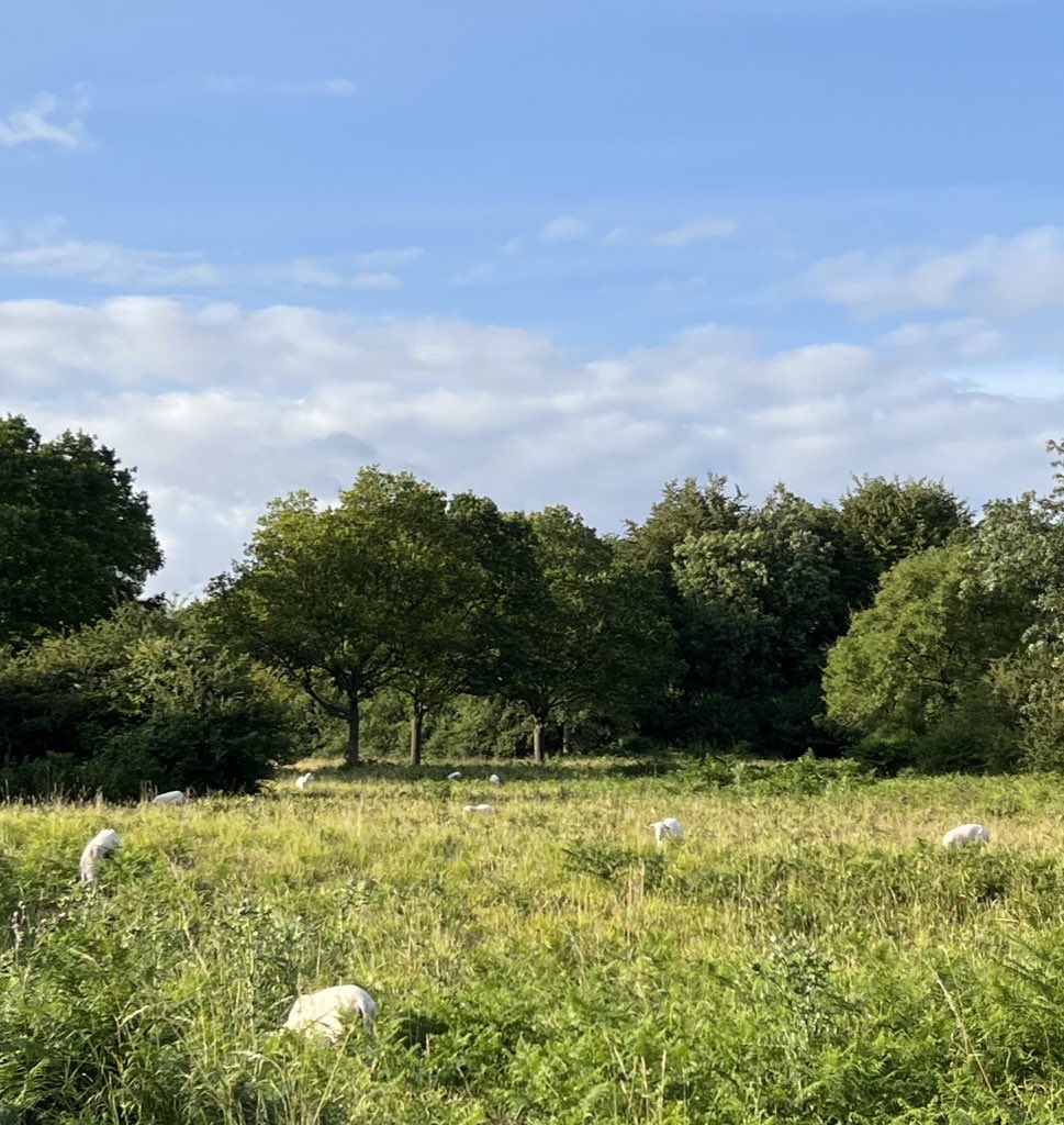 Animal-tastic run to Eynsham Lock this evening featuring cats in Wolvercote, cows by the Thames, and some shy sheep up in Wytham Woods.