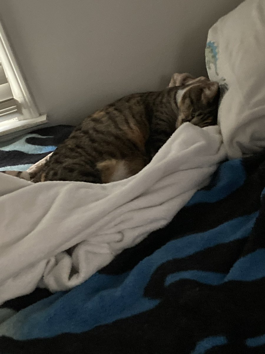 Jesosaurs's tweet photo. @ShouldHaveCat Eepy kitty https://t.co/bqTM1vdl1u