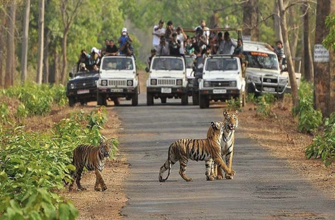RotatingMarble's tweet photo. Ranthambore National Park, India
https://t.co/dTdkVng7yr
Breathtaking https://t.co/y7ZiMIkjSt