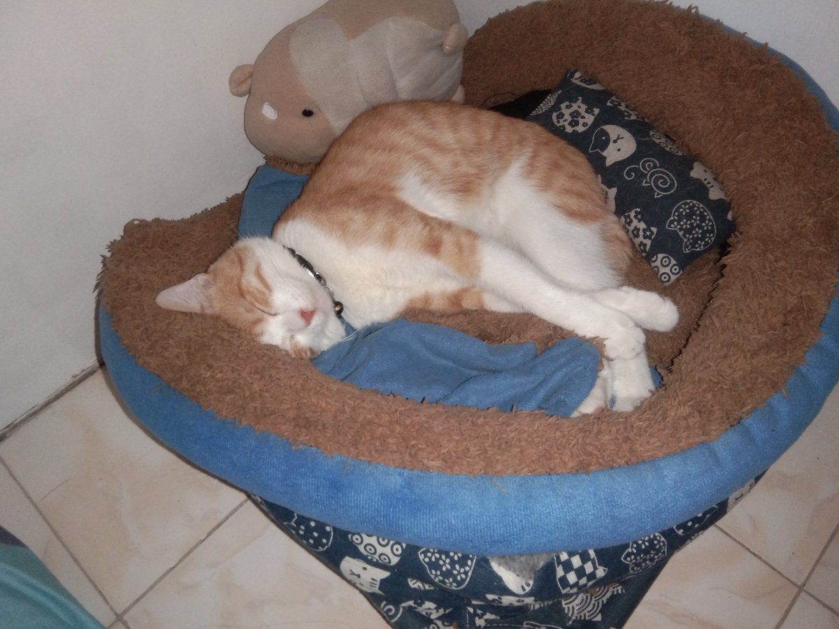 mcrsarte's tweet photo. @frmc05 @detectclips @xharamos @eathaner the cat 😂😂 https://t.co/l3ZNVDp09Q