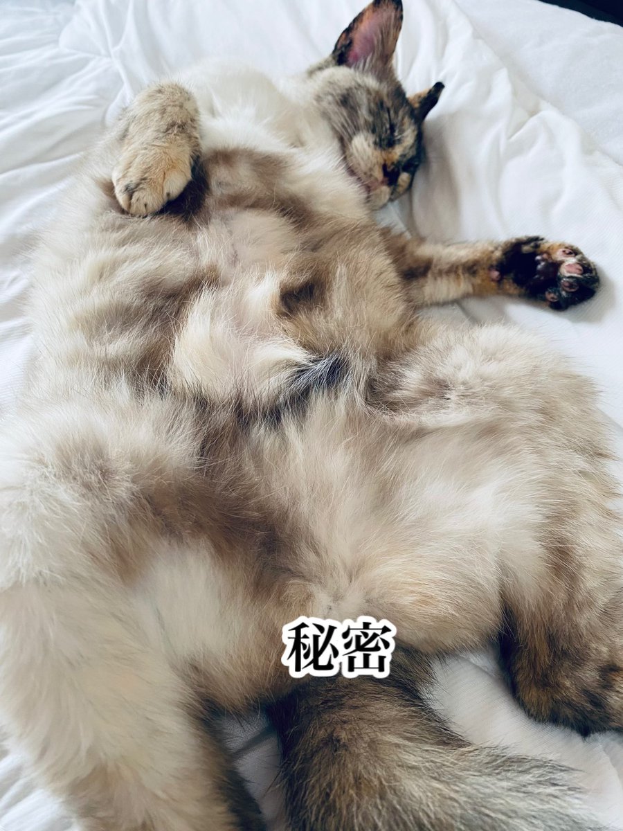 333cccaaattt333's tweet photo. ひみつ

#猫 #ねこ　#猫写真  #cats #にゃん　#もふもふ　#猫好きさんと繋がりたい  #猫がいる暮らし  #へそてん　#暑いね https://t.co/p2EXNmE04a